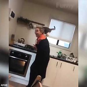 Lustigste Tiere  - Best Of The 2020 Lustige Tiervideos  - Süßeste Tiere aller Zeiten... - YouTube