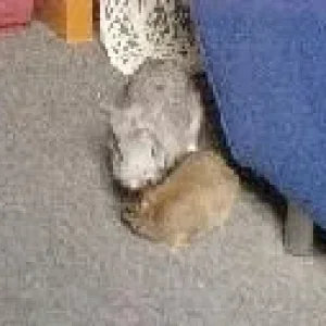 Sylvester und Payslie1.JPG