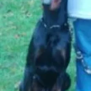 Hillo aufmerksam 1.jpg