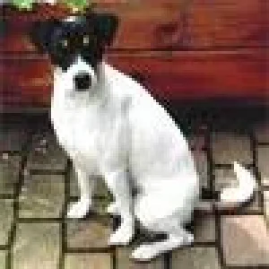 Hunde (320 x 240).jpg