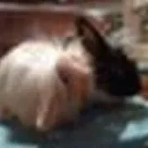 Josie & bartokop kl.jpg