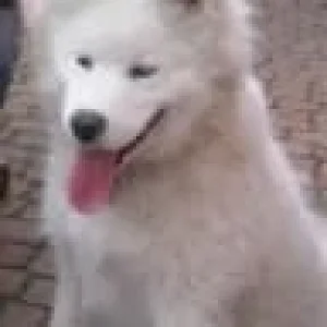 Shiva April 2008_1.JPG