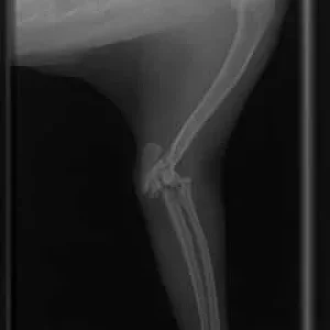 k-frischer Bruch.jpg