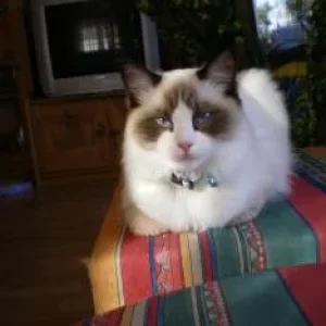 Katzenbilder 007.jpg