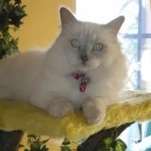 Katzenbilder 001.jpg