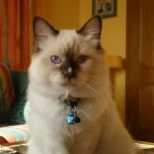 Katzenbilder 008.jpg