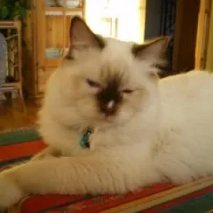 Katzenbilder 005.jpg