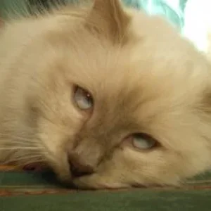 Katzenbilder 012.jpg