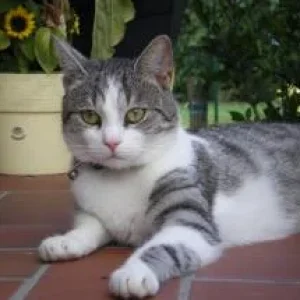 Katzenbilder 026.jpg