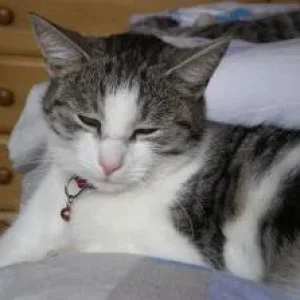 Katzenbilder 018.jpg