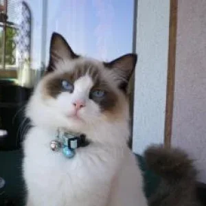 Katzenbilder 004.jpg