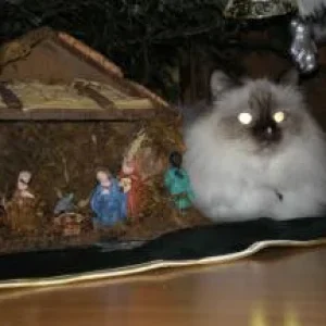 Katzenbilder 017.jpg