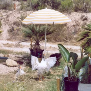 Gänse Poolparty.jpg
