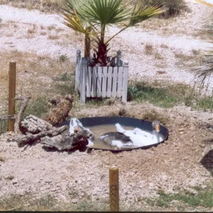 Gänse Poolparty2.jpg