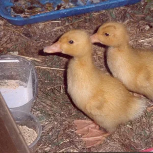 Asta und Anna 1 Woche.jpg