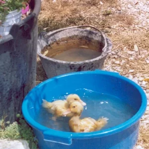 Entchen, beim Wasserplantschen.jpg