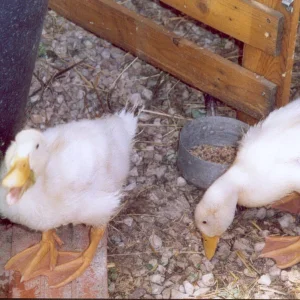 Entchen 3 Wochen.jpg