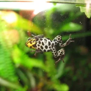 Dendrobates_ventrimaculatus_Bauchseite.jpg