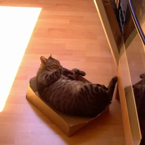 bisschen klein der karton.jpg