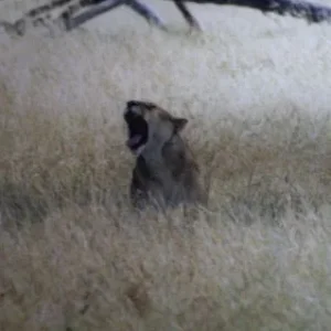 tansania safari 012.jpg