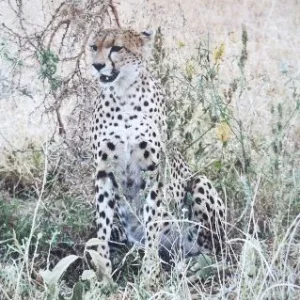 tansania safari 018.jpg