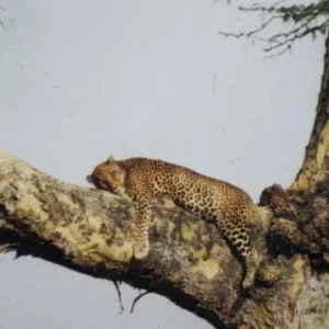 tansania safari 026.jpg