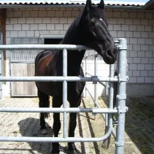 Wolle und Merlin Mai 06 001.jpg