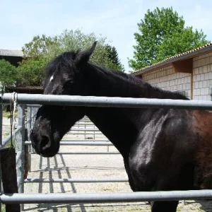 Wolle und Merlin Mai 06 032.jpg