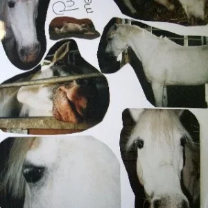 Puggy&Hrina&Blesa 001.jpg