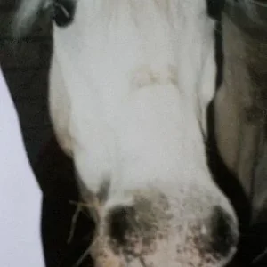 Puggy&Hrina&Blesa 004.jpg