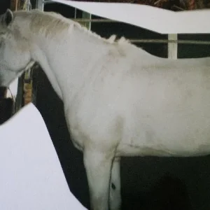 Puggy&Hrina&Blesa 005.jpg