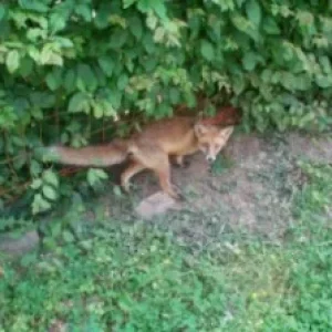 Fuchs im Hühnerauslauf.jpg