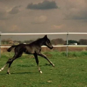 Kopie von galoppfee.jpg