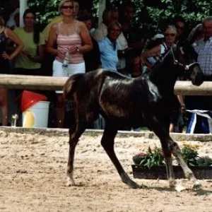 Kopie (2) von fohlenschau.jpg