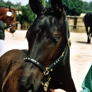 Kopie (2) von Silberfee schau.jpg