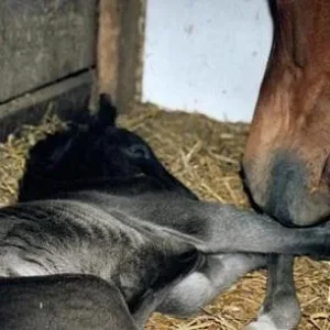 Kopie von fohlen 2.jpg