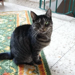 Chinchilla neu 035.jpg