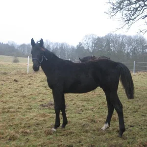 Kopie von IMG_0957.jpg