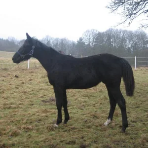 Kopie von IMG_0958.jpg