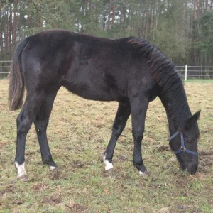 Kopie von IMG_0959.jpg