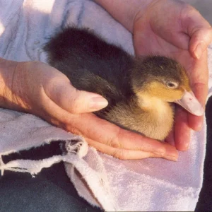 Agip Bella    2 Woche alt.jpg