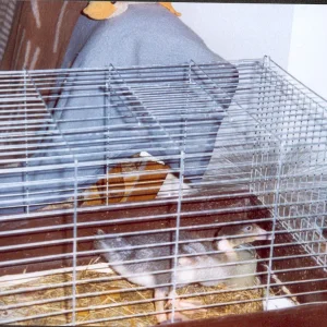 Agip Bella  3 Wochen alt.jpg