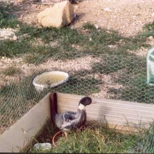 Agip Bella    4 Wochen im Außengehege.jpg