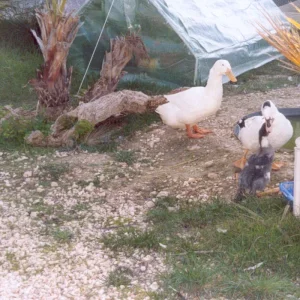 Agip Bella    Erster Kontakt mit Strubbel & Anna.jpg