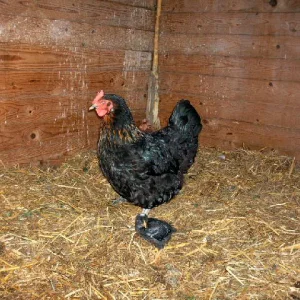 Aufgezeichnet 2004-8-17 00000.jpg