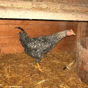 Aufgezeichnet 2004-1-31 00009.jpg