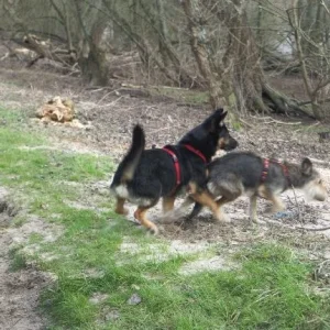 rhein_bonny,sky_märz07 005.jpg