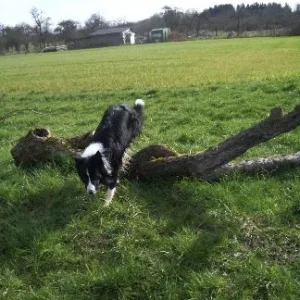 amos_erlenbach_märz07 021.jpg