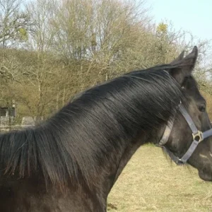 Kopie von CIMG0807.jpg