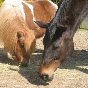 Kopie von IMG_1254.jpg